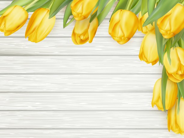 黄色郁金香EPS 10图片下载