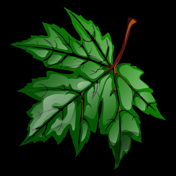 绿卷枫叶特写图片下载