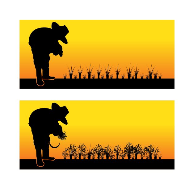 一个亚洲妇女种植水稻的剪影图片下载