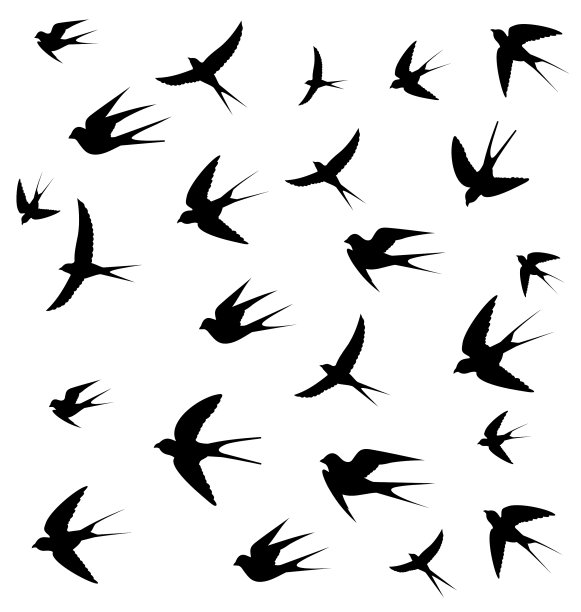 燕子的照片图片下载