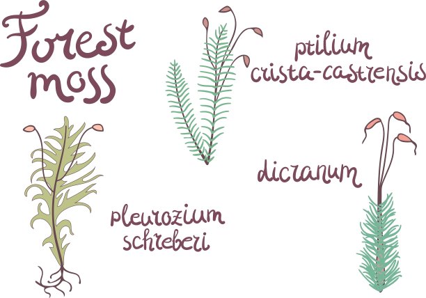 森林苔藓集图片下载