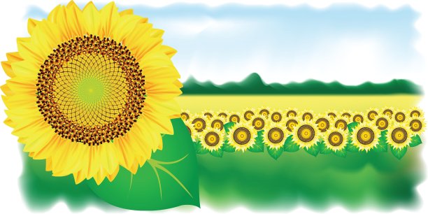 向日葵和场矢量插图图片下载