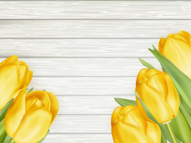 黄色郁金香EPS 10图片下载