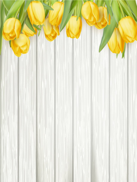 黄色郁金香EPS 10图片下载