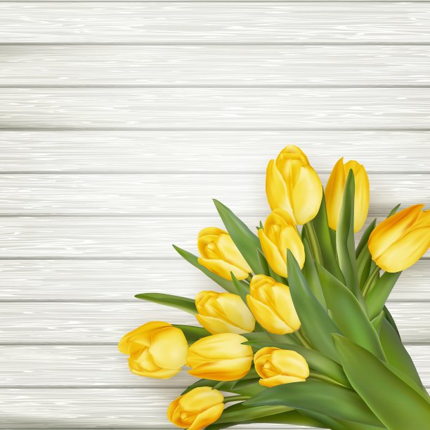 黄色郁金香EPS 10图片下载