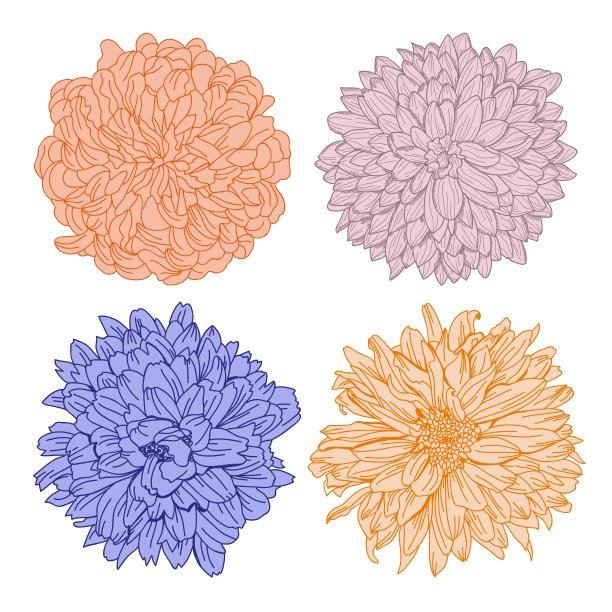 手绘菊花集图片下载