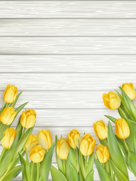 黄色郁金香与复制空间EPS 10图片下载