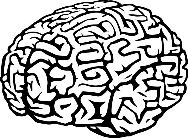大脑图片下载