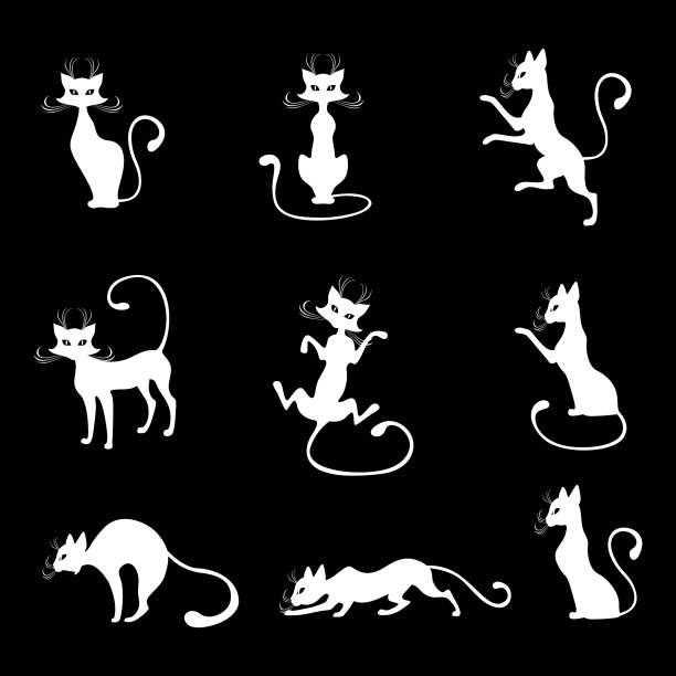 白色的猫图片下载