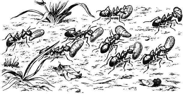 polyergus亚马逊蚂蚁图片下载