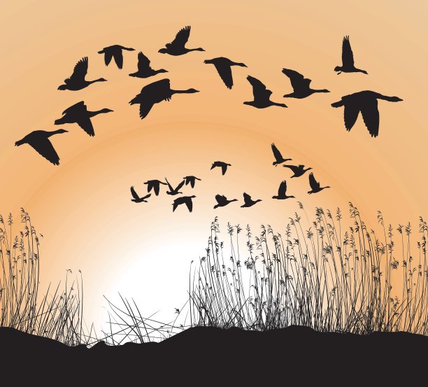 芦苇和鹅图片下载