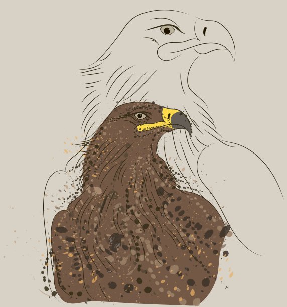 棕色的鹰图片下载