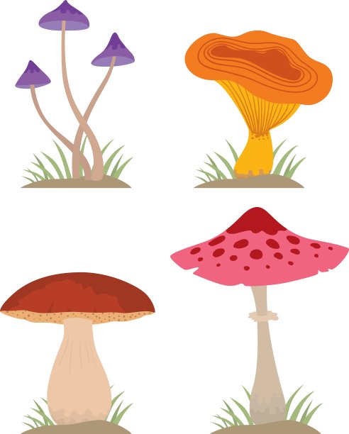 蘑菇种类繁多图片下载