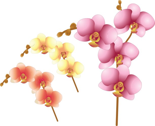 兰花的花图片下载