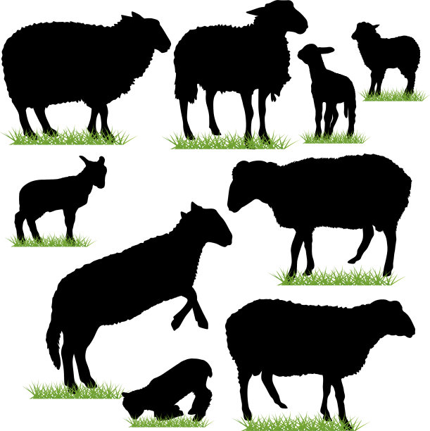 绵羊和羔羊的剪影集图片下载