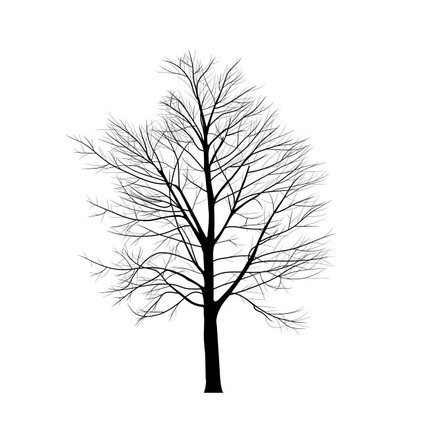 枯枝的树图片下载