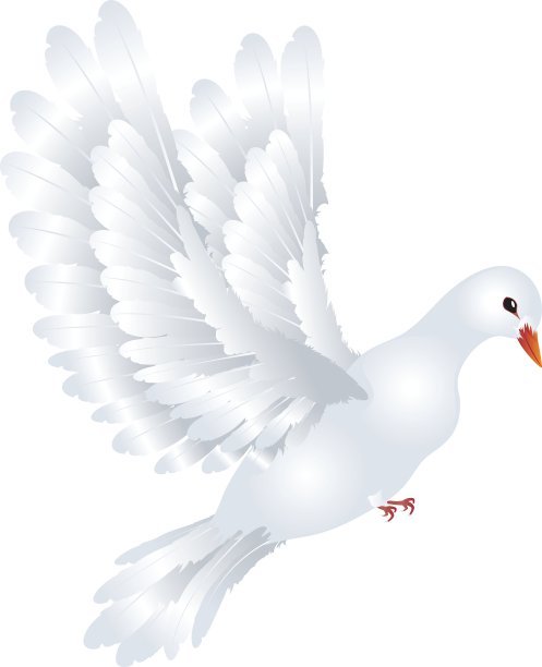 白色的鸽子图片下载