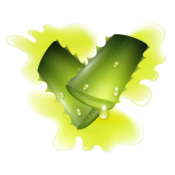 两片芦荟植物图片下载