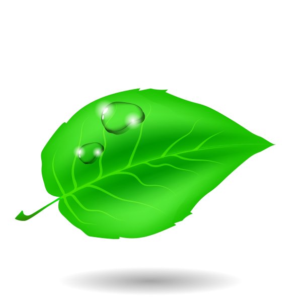 绿叶和水滴图片下载