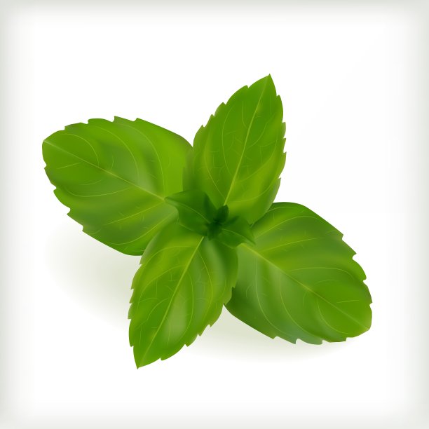 新鲜薄荷叶图片下载