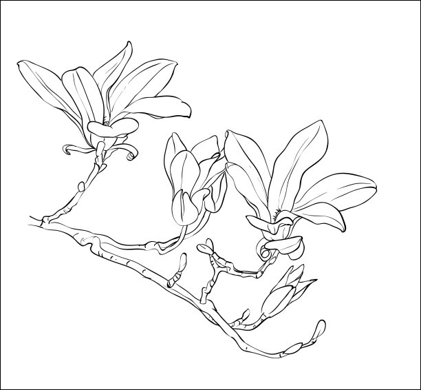 手绘木兰花图片下载