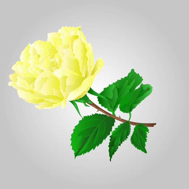 玫瑰黄色花茎与叶和花图片下载