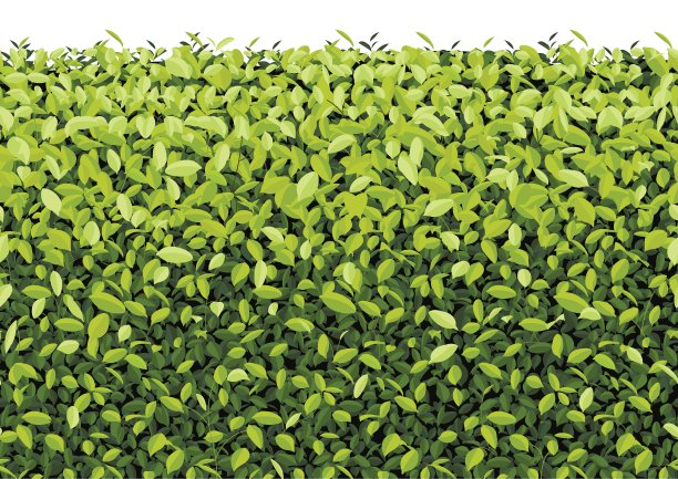 绿树墙孤立图片下载