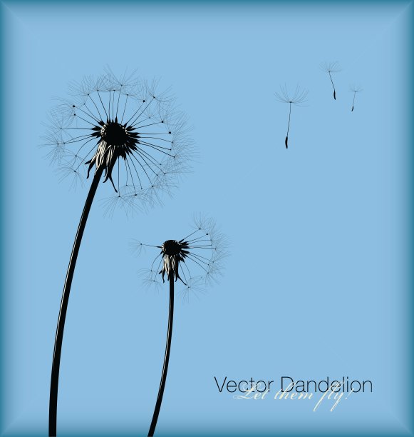 蒲公英图片下载