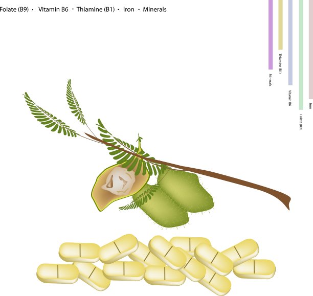 鹰嘴豆含有维生素b9b6b1和铁图片下载