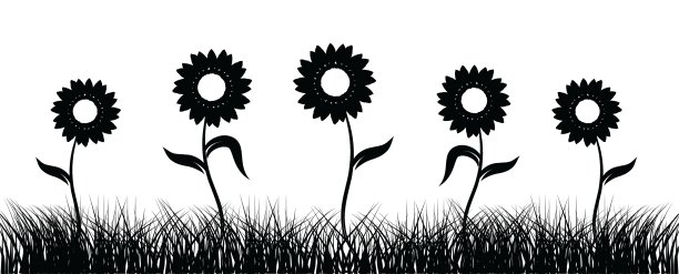 向日葵在田野上黑色的剪影图片下载