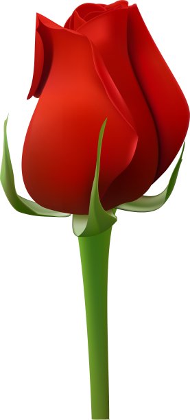 红玫瑰图片下载