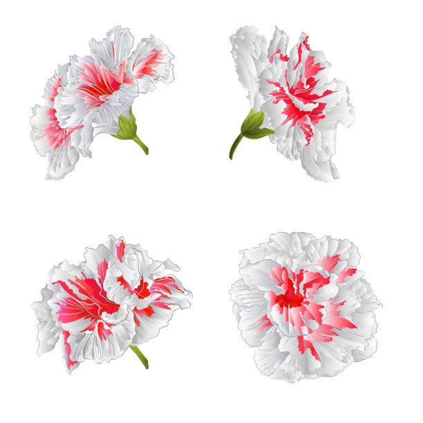 热带花白色木槿室内植物图片下载