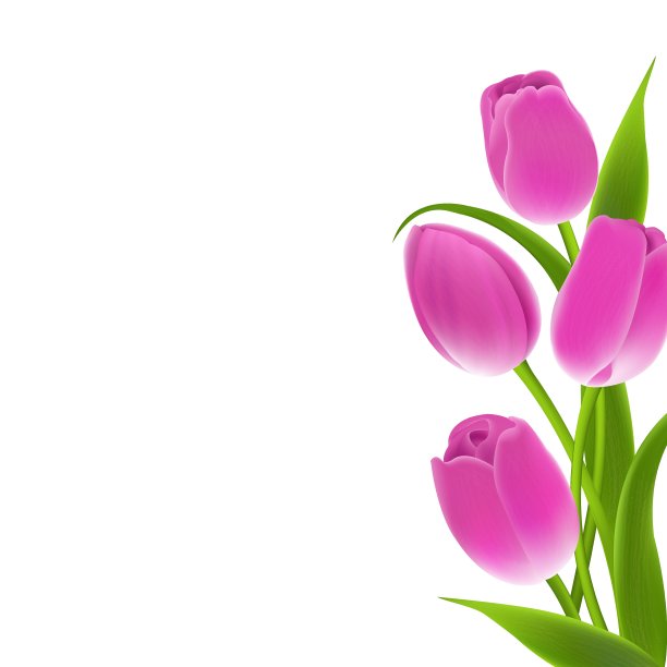 粉红色郁金香的镶边图片下载