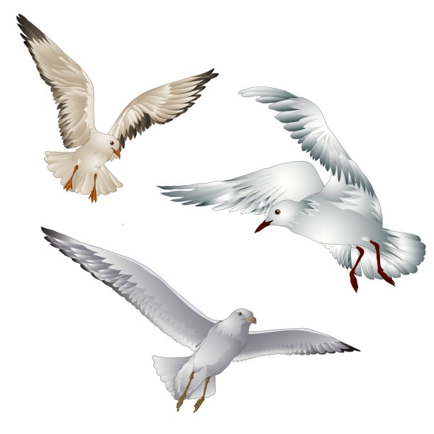 海鸥图片下载