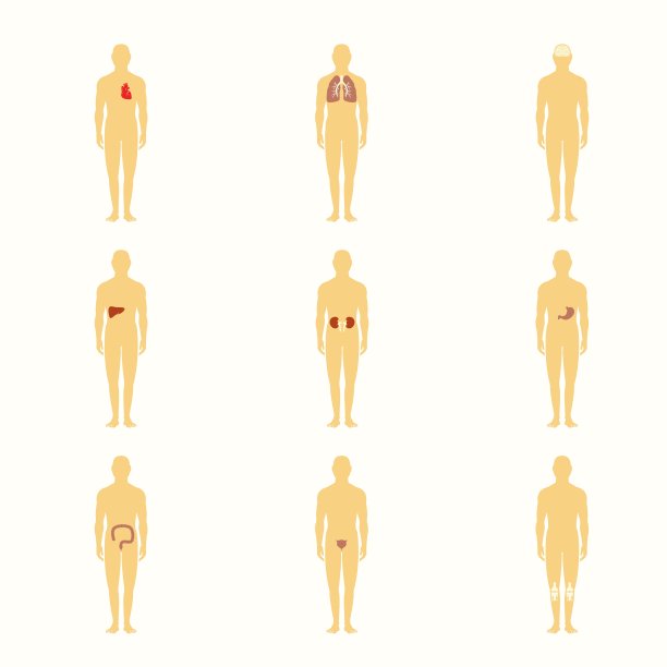 有内脏的人形图片下载