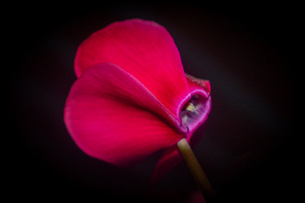 头状花序的背景图片下载