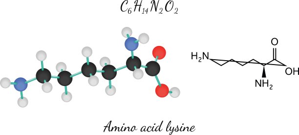 赖氨酸分子C6H14N2O2图片下载