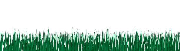 现实的矢量草插图从侧面的观点。图片下载