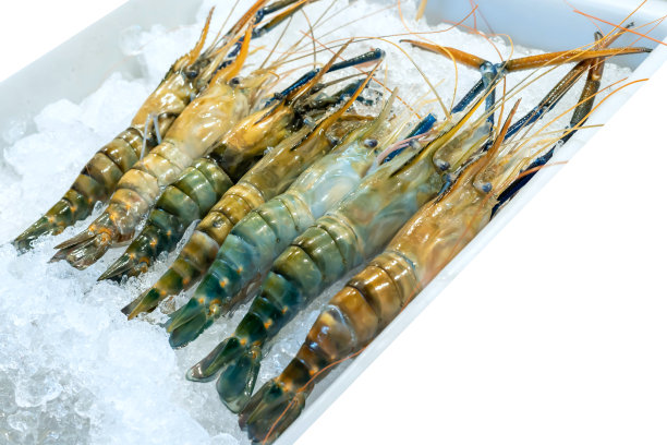 大城府河冰浸大虾等待准备食物白色背景，孤立，朴素的背景图片下载