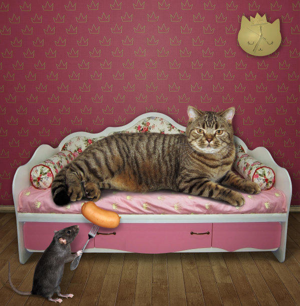老鼠在粉红色的沙发上款待猫图片下载