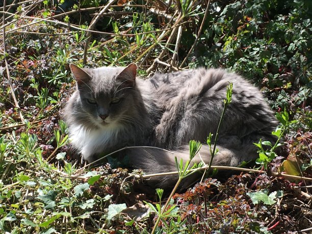 罗洛在花园里寒冷图片下载