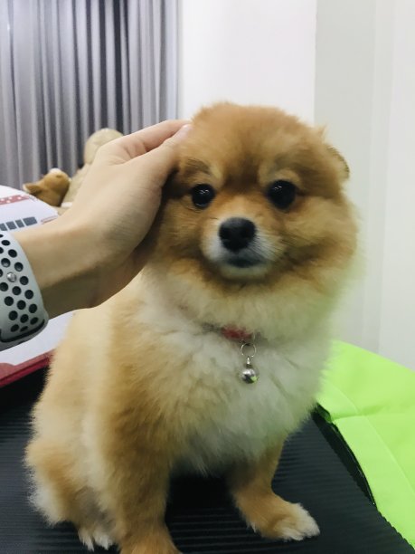 波美拉尼亚的狗图片下载