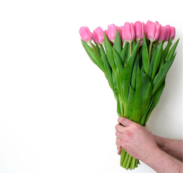 男人的手里拿着一束粉红色的郁金香。背景为婚礼贺卡横幅，母亲节贺卡，妇女节，生日。图片下载