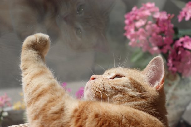 猫把他的手放在窗户玻璃上。图片下载