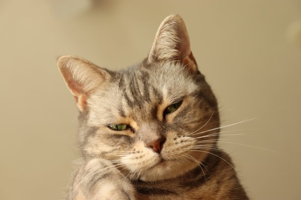 猫看着摄像机，拷贝空间。图片下载