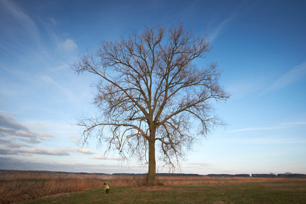 一个小孩在一棵大树旁玩耍图片下载