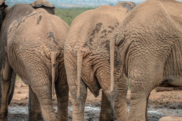 三个非洲象的近距离后视图图片下载