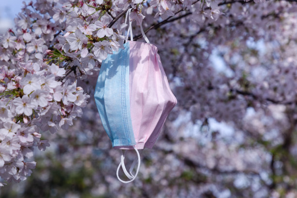 春天，一次性医用口罩挂在樱桃树上图片下载