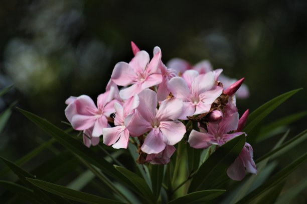 尼里姆 · 奥兰德图片下载