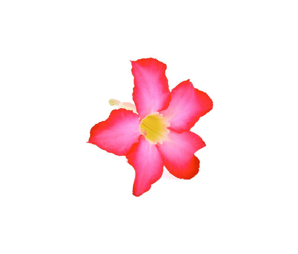 杜鹃花孤立在白色背景上图片下载